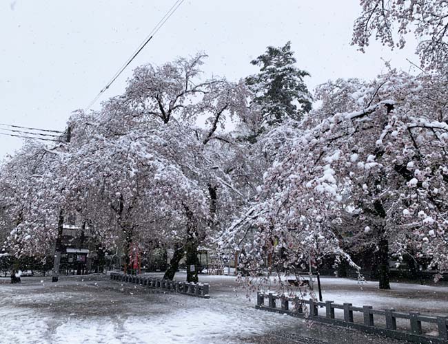蓮馨寺の雪と桜