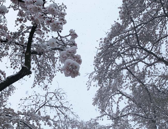 蓮馨寺の雪と桜
