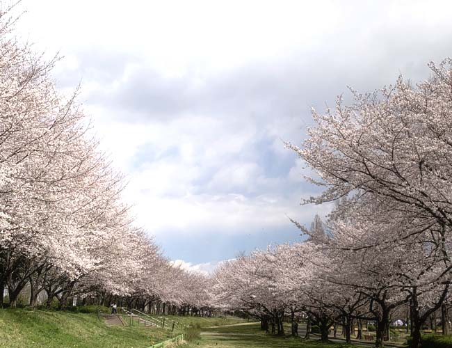 水上公園の桜
