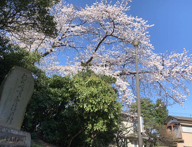 三芳野神社の桜