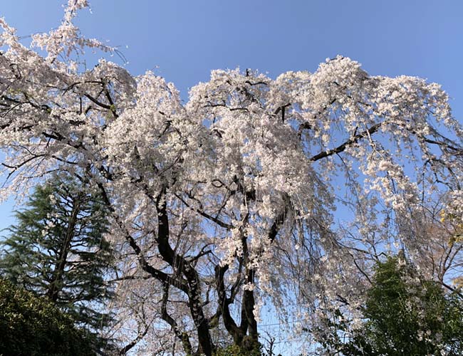 中院の枝垂桜