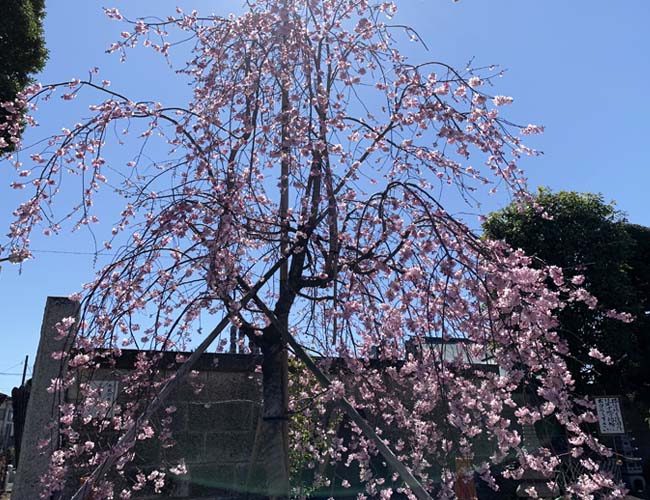 栄林寺のしだれ桜