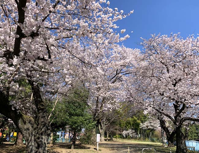 三芳野神社の桜