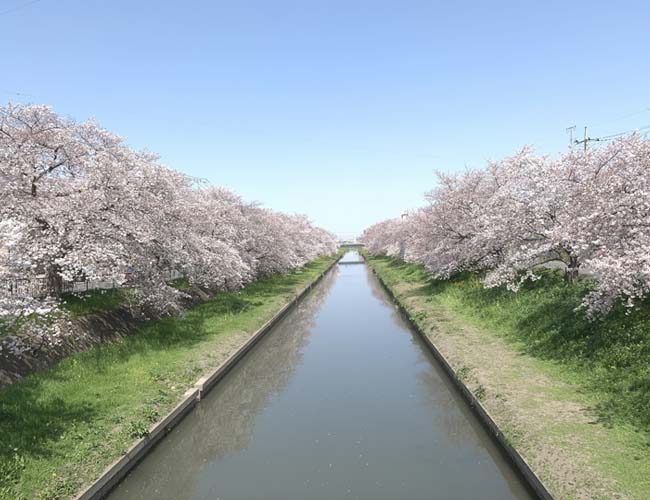 精進場橋周辺の桜並木
