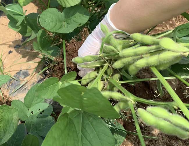 枝豆収穫体験