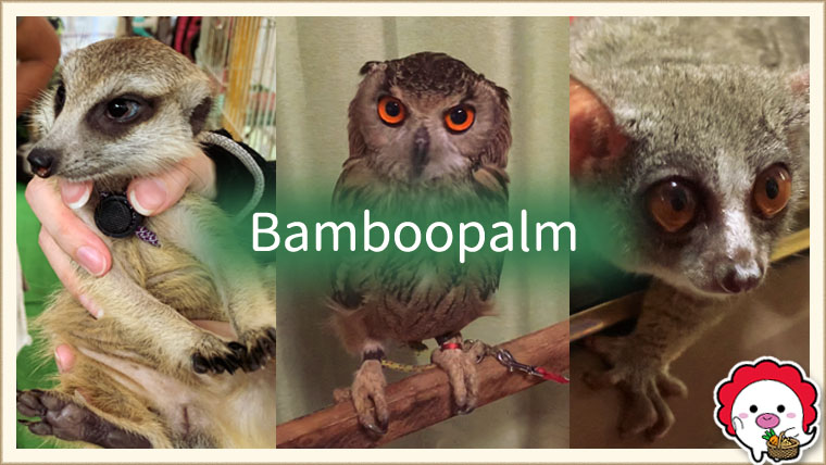 Bamboo Palm本店