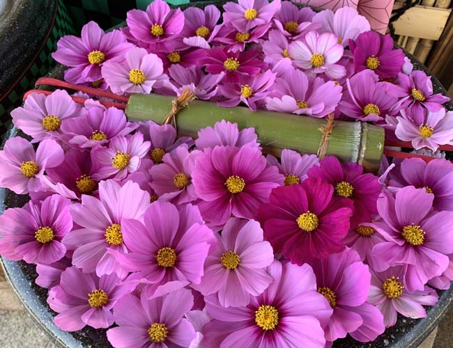 禰豆子の花手水