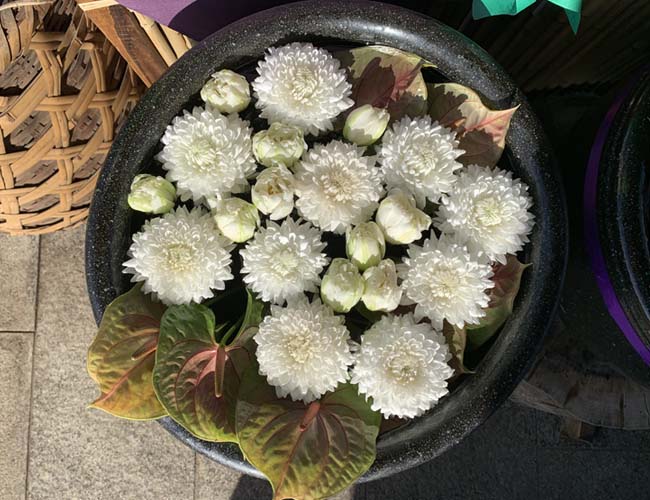 鬼滅の花手水
