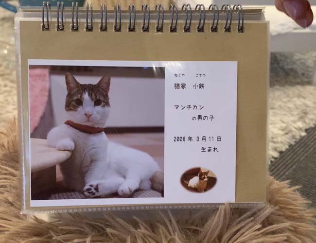 猫カフェ 猫家 川越店