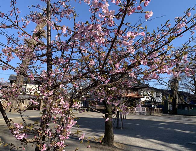 喜多院の早咲きの桜