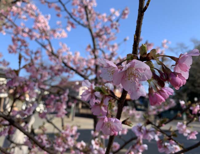 喜多院の早咲きの桜