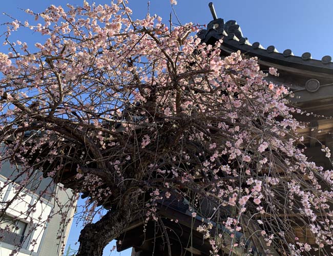 成田山川越別院の早咲きの桜
