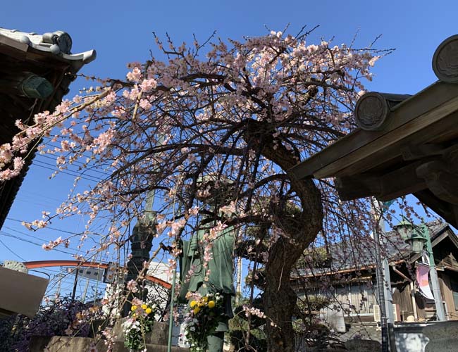 成田山川越別院の早咲きの桜