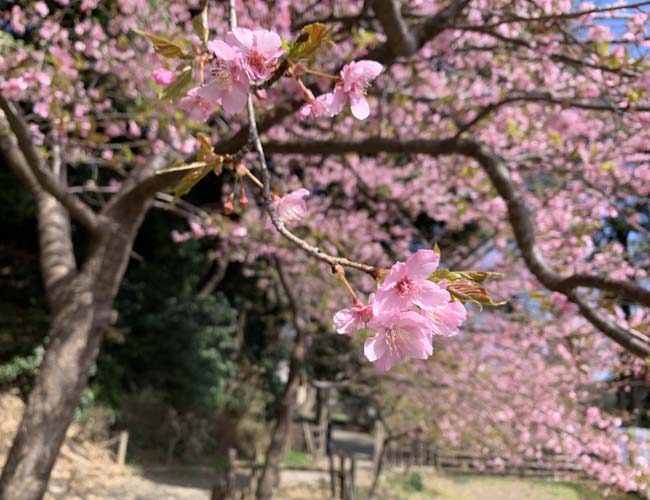 仙波河岸史跡公園の河津桜