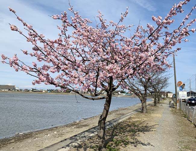 伊佐沼周辺の早咲きの桜