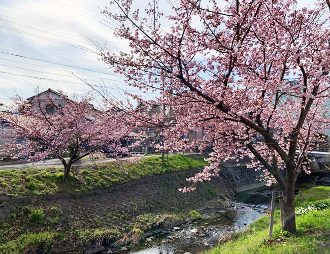 新河岸川宮下橋付近の早咲きの桜