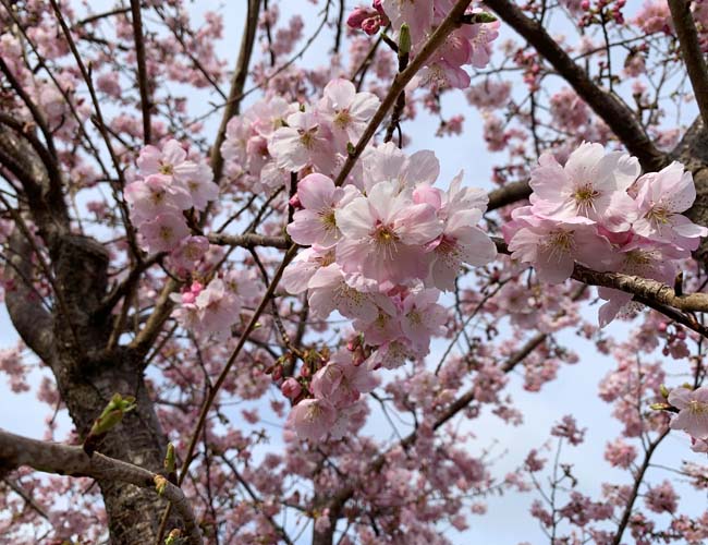 新河岸川宮下橋付近の早咲きの桜