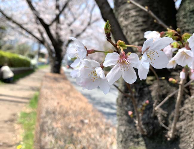 伊佐沼周辺の桜