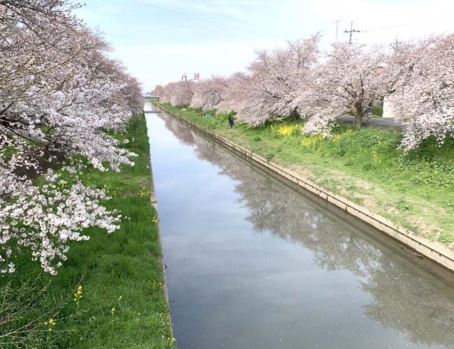 精進場橋～弁天橋の桜