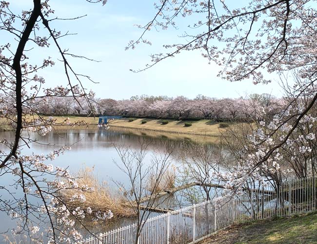 小畔水鳥の郷公園・御伊勢塚公園の桜
