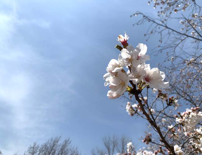 小畔水鳥の郷公園・御伊勢塚公園の桜
