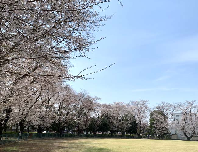笠幡公園の桜