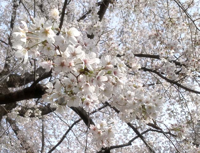 笠幡公園の桜