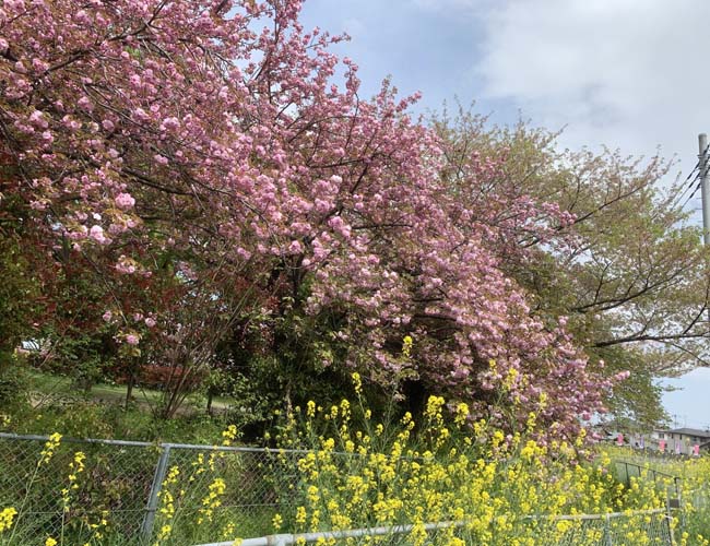川越水上公園の八重桜