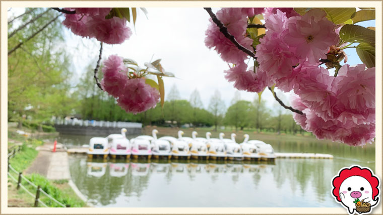 川越水上公園の八重桜