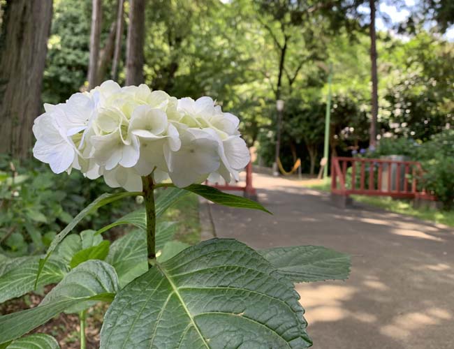 仙波東照宮の紫陽花