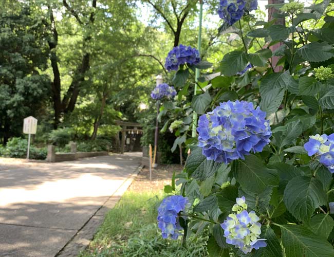 仙波東照宮の紫陽花