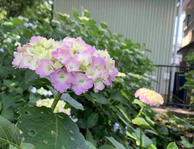 仙波東照宮の紫陽花