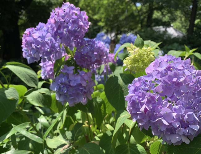 仙波東照宮の紫陽花