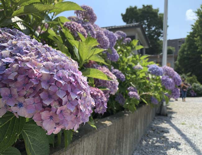 川越八幡宮の紫陽花