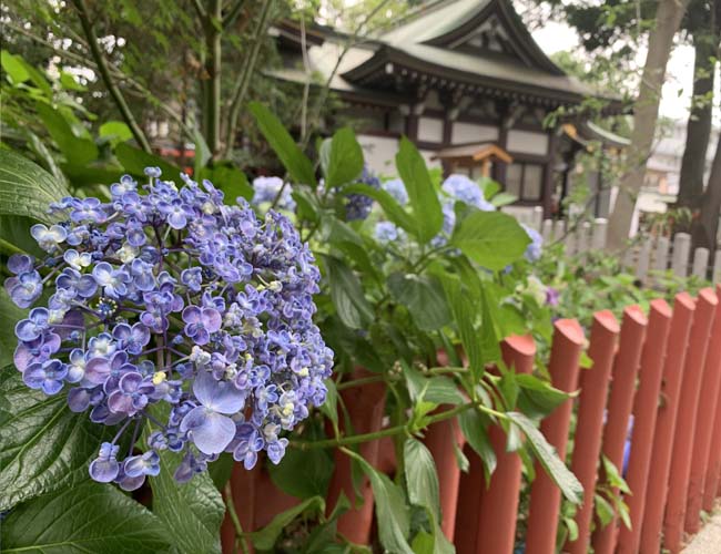 川越八幡宮の紫陽花