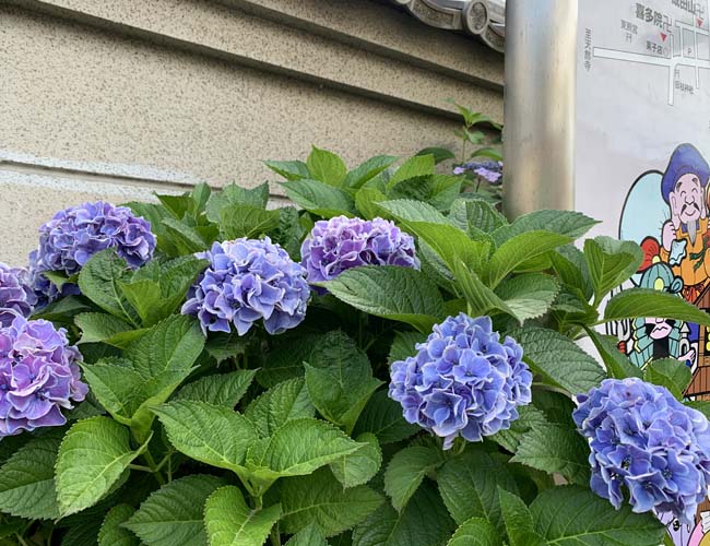 蓮馨寺の紫陽花