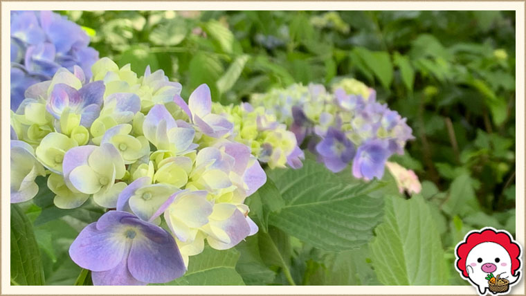 仙波東照宮と喜多院の紫陽花