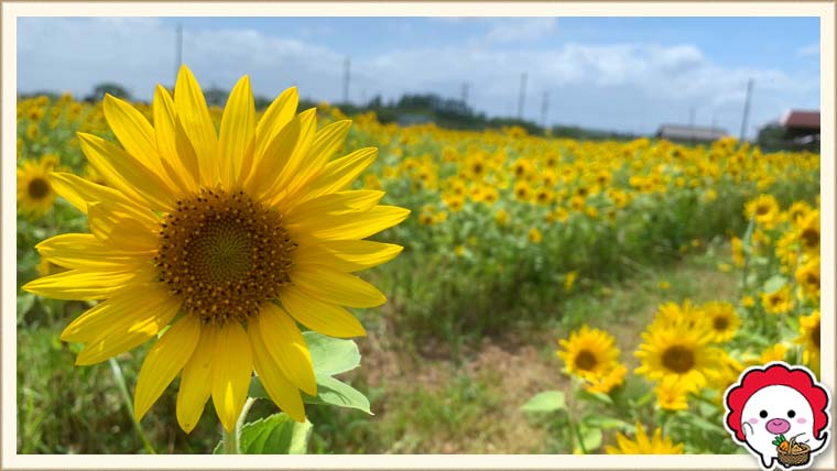 川越 絶景 盛夏に咲く伊佐沼東岸花畑のヒマワリ 見頃は8月上旬 中旬 川越のオバちゃんがつづる川越ノヲト