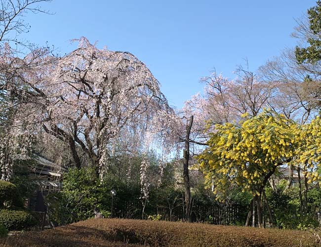 中院の枝垂れ桜とミモザ