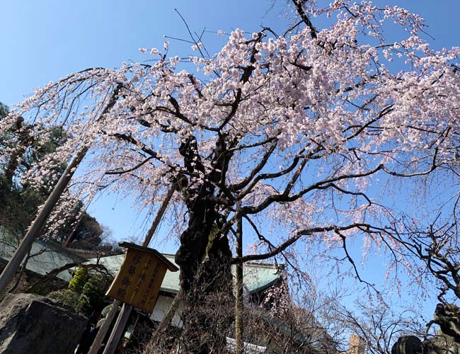 喜多院の枝垂れ桜