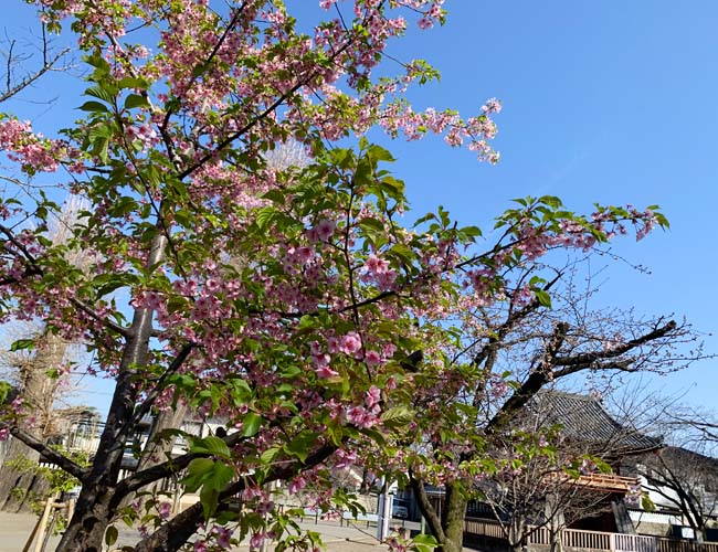喜多院の河津桜