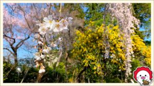 中院の枝垂れ桜とミモザ