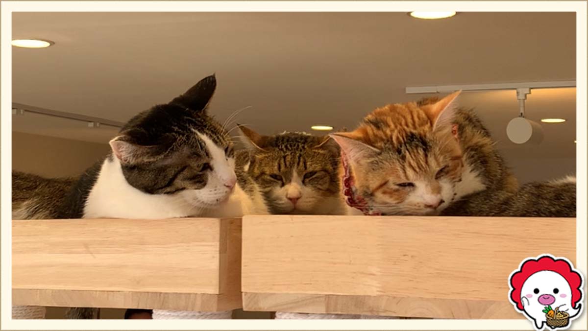 保護猫カフェ ねこかつ川越店