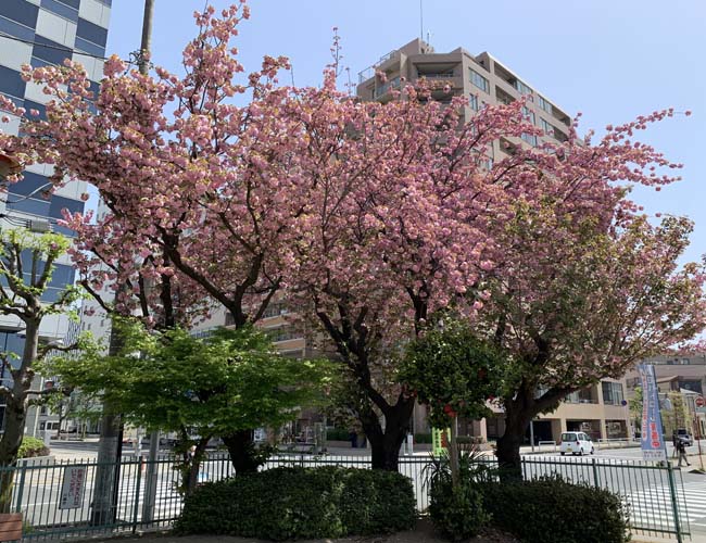 脇田本町公園の八重桜
