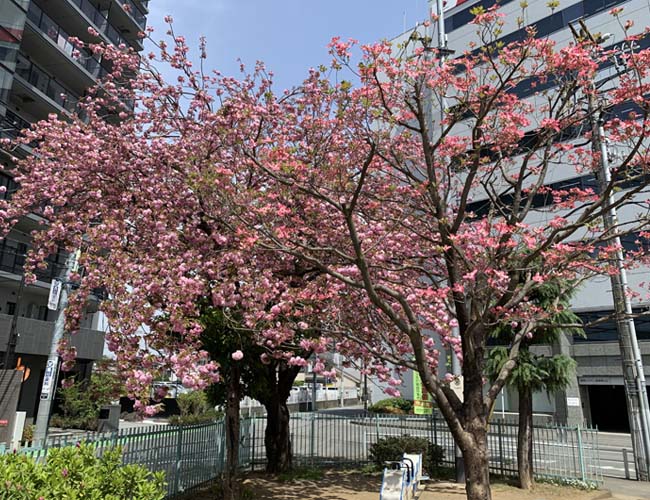 脇田本町公園の八重桜
