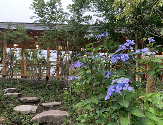 川越氷川神社の北参道に咲く紫陽花