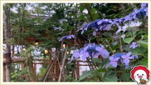 川越氷川神社の北参道に咲く紫陽花