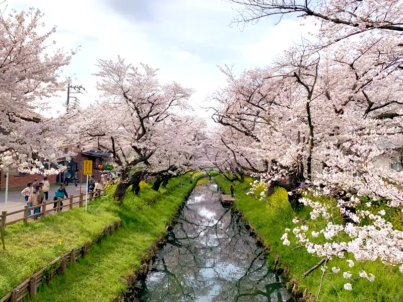 新河岸川沿いの桜と桜舟