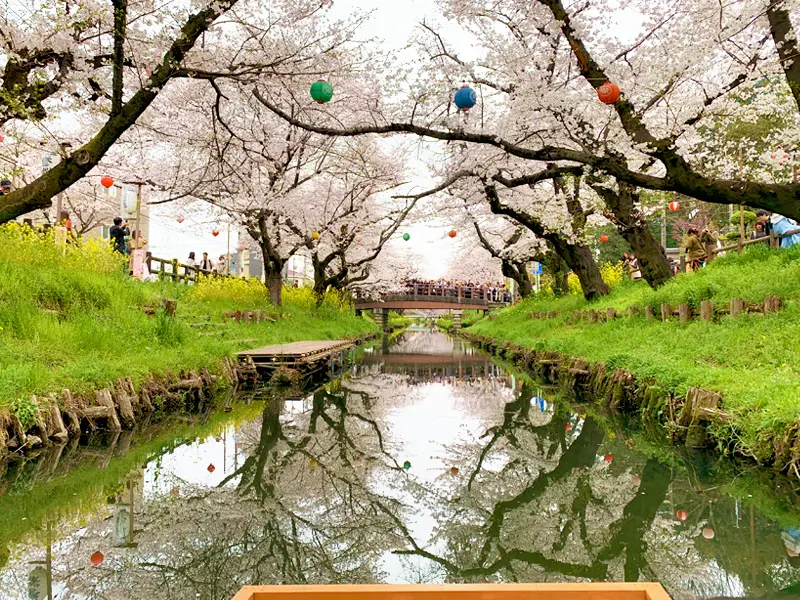 新河岸川沿いの桜と桜舟