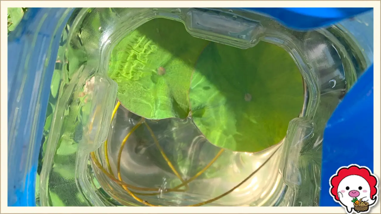 川越　伊佐沼　古代蓮　(水彩画) AIアート】伊佐沼の古代蓮が咲いています。 川越名画シリーズ